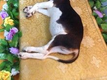 重庆黔江动物尸体 火葬猫咪火化-重庆宠物火化殡葬中心