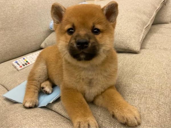 新手适合饲养柴犬吗？