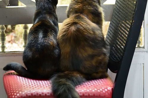 北京哪有卖宠物猫的地方?