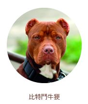 比特鬥牛㹴