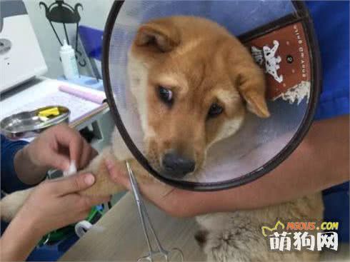 揭秘宠物医院