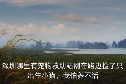 深圳哪里有宠物救助站刚在路边捡了只出生小猫，我怕养不活