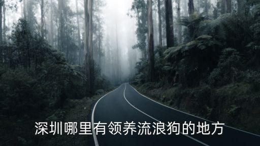 深圳哪里有领养流浪狗的地方