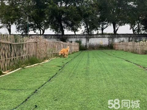 犬乐谷宠物寄养训练基地·深圳接长期宠物寄养，假期寄养，狗狗寄养，狗狗训练，宠物训练