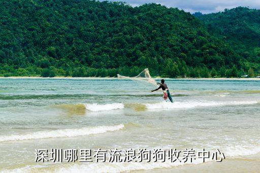深圳哪里有流浪狗狗收养中心
