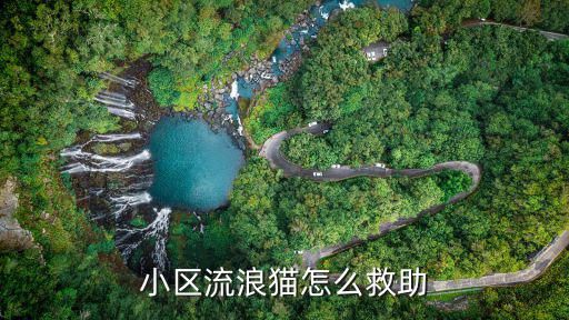 小区流浪猫怎么救助