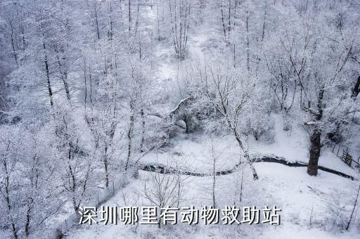 深圳哪里有动物救助站