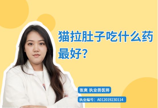 【宠医科普】猫拉肚子吃什么药最好？