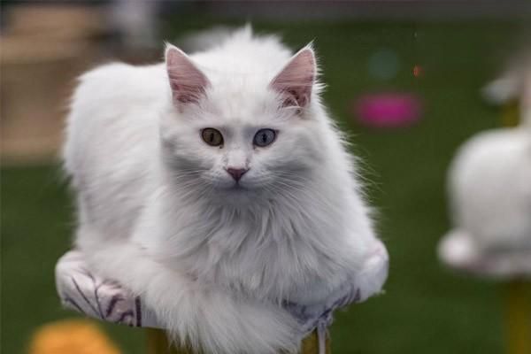 猫拉肚子不吃饭的原因,小猫拉稀怎么办