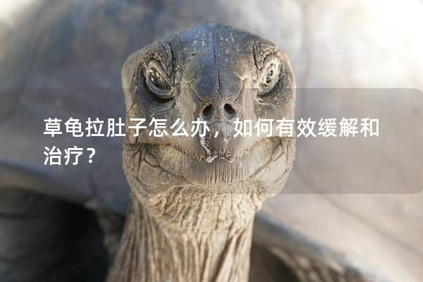 草龟拉肚子怎么办，如何有效缓解和治疗？