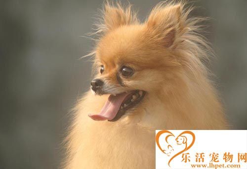 博美犬拉肚子怎么办 主要原因是什么