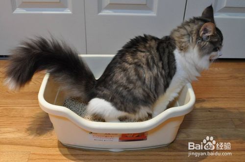 宠物猫拉肚子怎么办？