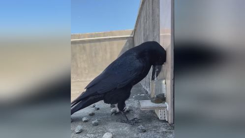 乌鸦到底是益鸟还是害鸟