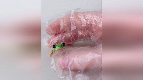 超级可爱的蛙蛙