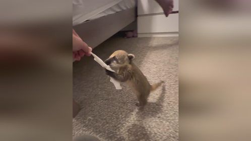 超级呆萌的长鼻熊