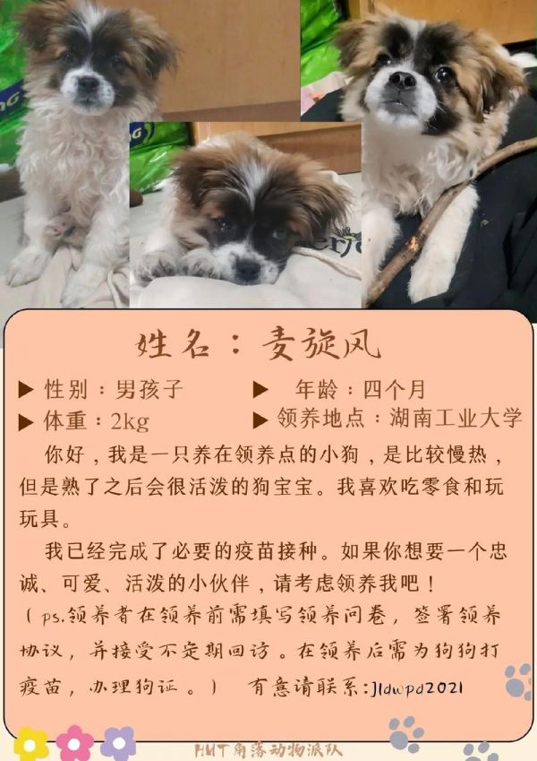株洲宠物狗领养,株洲宠物狗领养中心
