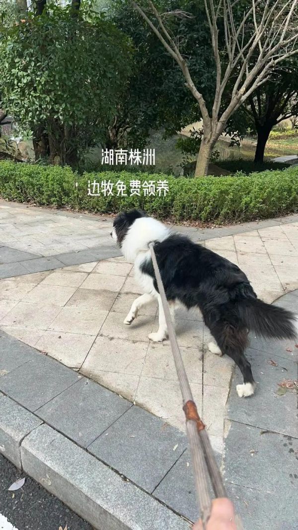 株洲宠物狗领养,株洲宠物狗领养中心