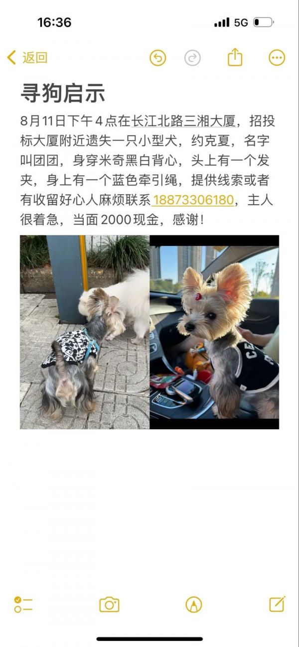 株洲宠物狗领养,株洲宠物狗领养中心