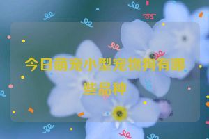 今日萌宠小型宠物狗有哪些品种