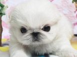 京巴幼犬的喂养方法
