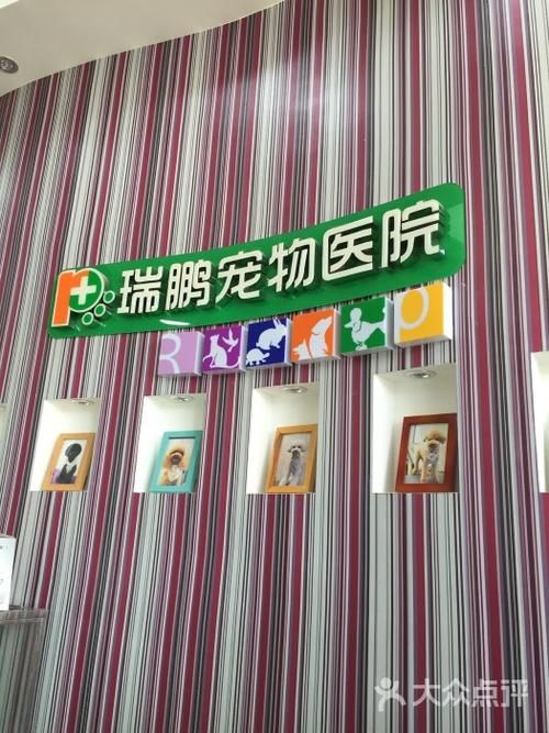 番禺市桥宠物医院,广州番禺市桥宠物市场