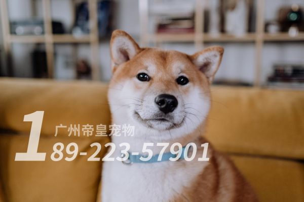狗狗对人呲牙、乱叫等这些问题