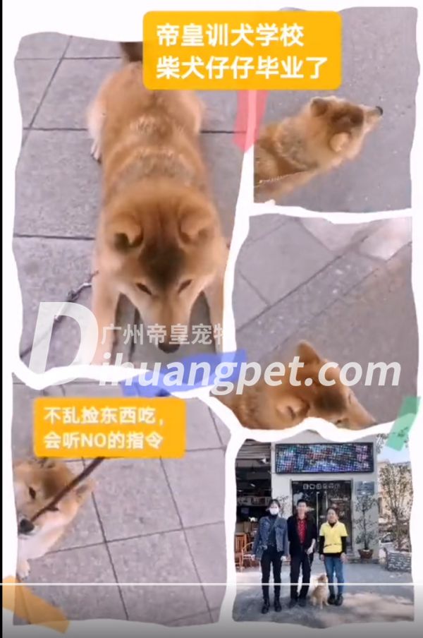 最后经过45天定制化柴犬宠物训练课程后