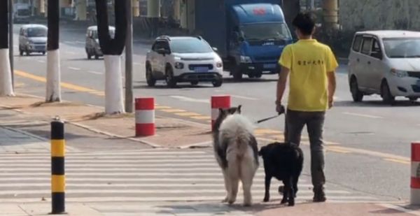 阿拉斯加寄养训小狗训练</p