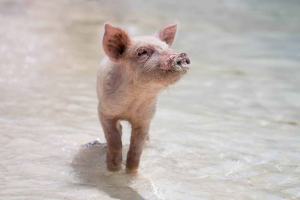 baby pig