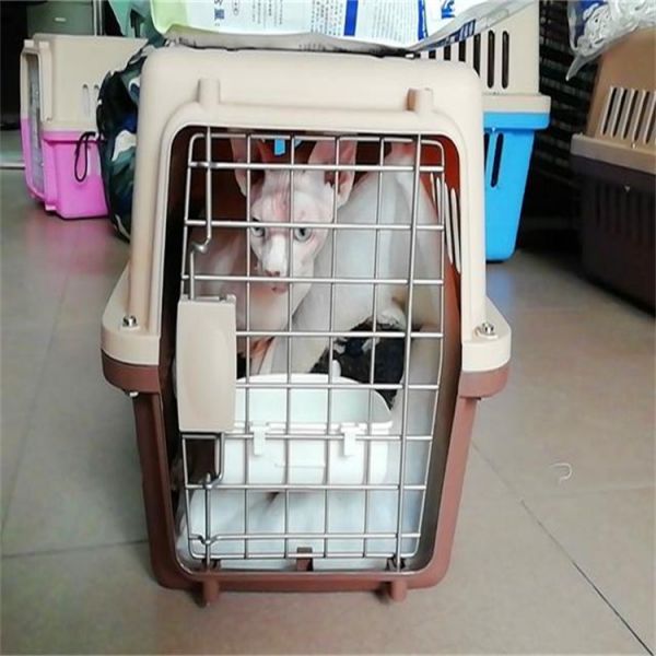 河池猫托运-托运