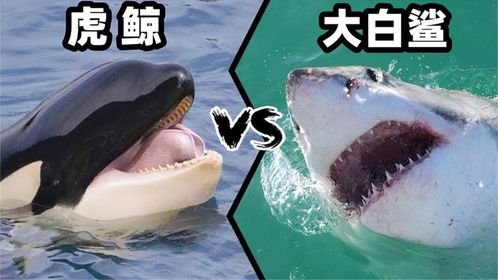 虎鲸和大白鲨在海中相遇，到底谁更强？网友：实力差距不止十条街