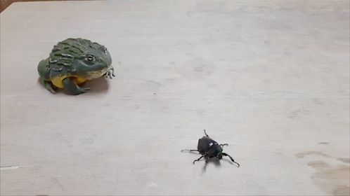 牛蛙：这是道硬菜！