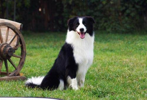 古牧犬智商如何，在宠物中排名几？