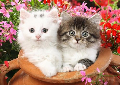 猫咪的智商排名，哪个宠物能与之匹敌呢？