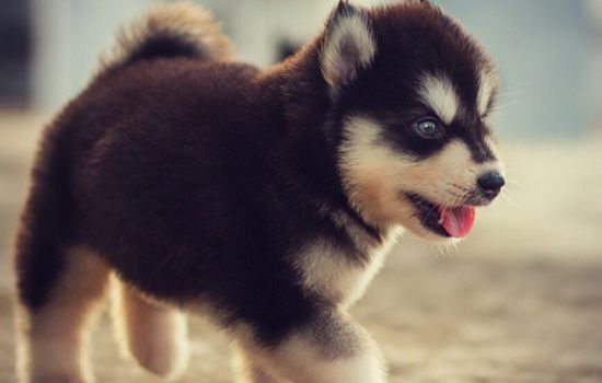 盐城禁养犬种 盐城禁养的犬种
