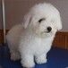 深圳哪里买宠物狗纯种法系卷毛比熊犬首选扬帆犬业