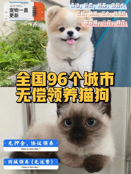 宁波宠物领养,宁波宠物领养平台有哪些