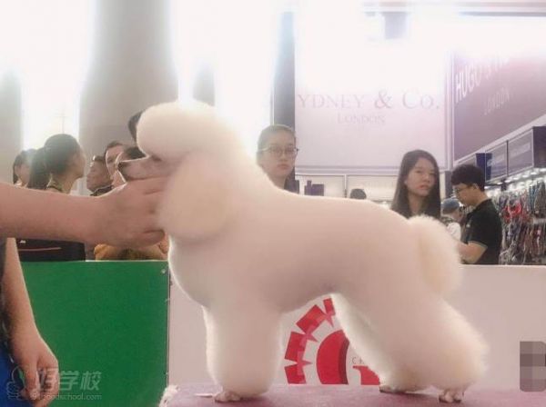 珠海小晴国际宠物美容培训学院 专业作品