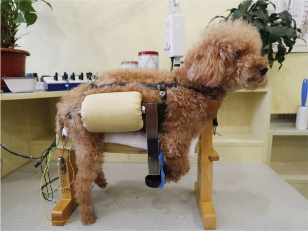 临海宠物医院选院攻略