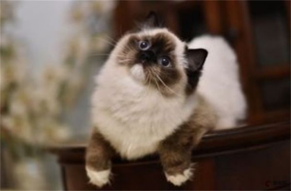 柳州哪里能买到猫 宠物市场在哪