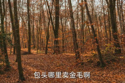包头哪里卖金毛啊
