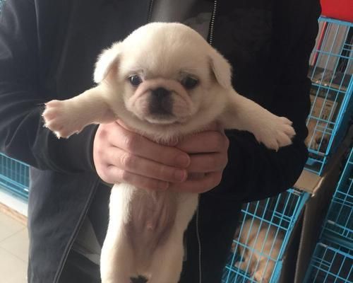 包头狗市（从野生猎犬到宠物狗的转变）