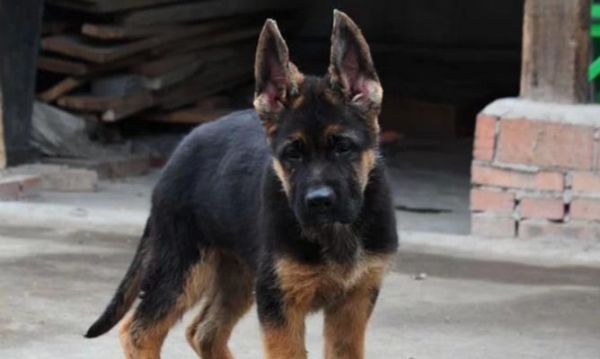 包头狗市（从野生猎犬到宠物狗的转变）