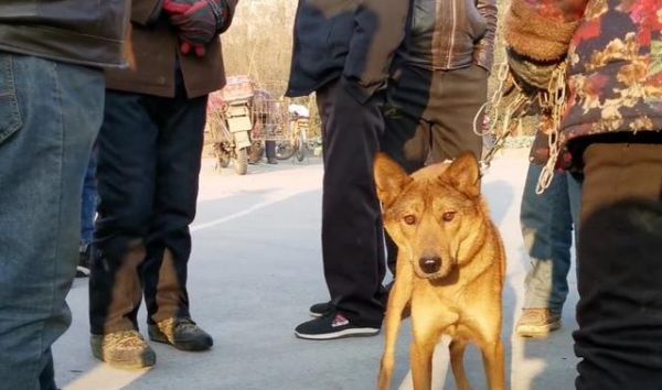 包头狗市（从野生猎犬到宠物狗的转变）