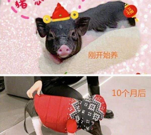 明星宠物有多奢侈？宋茜猪穿的羽绒服价格被扒：猪穿的比我贵