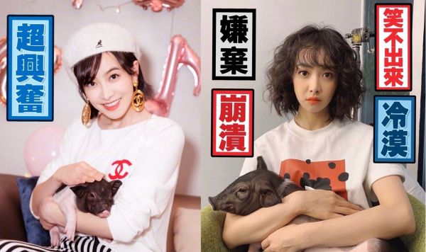 宋茜的宠物猪是什么品种，最大能长多大？