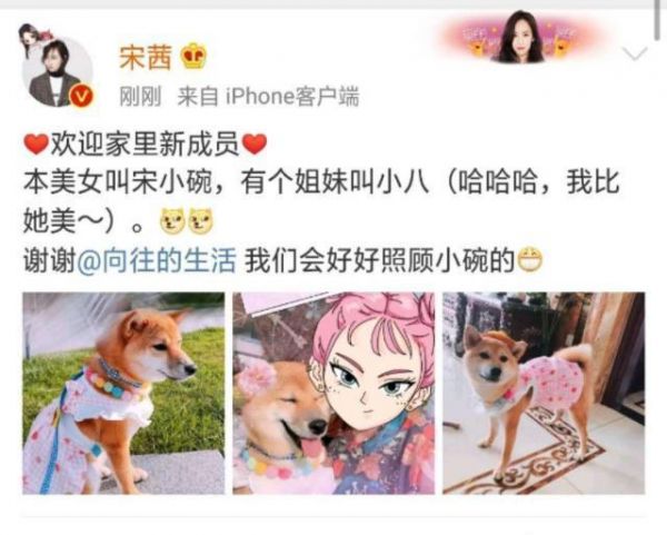 宋茜官宣领养《向往的生活3》狗狗小碗妹，锅碗瓢盆人不如狗系列