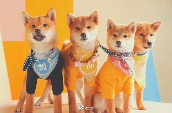 宋茜官宣领养《向往的生活3》狗狗小碗妹，锅碗瓢盆人不如狗系列