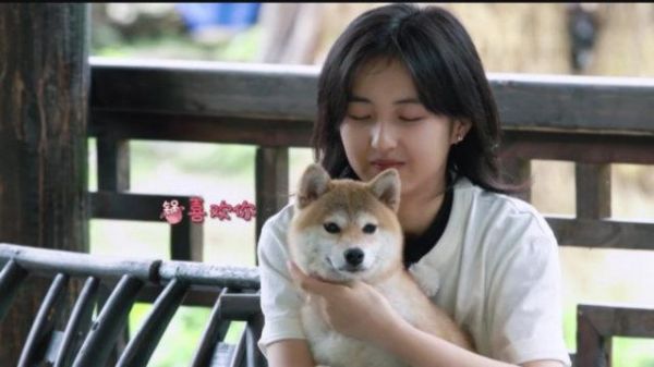 宋茜官宣领养《向往的生活3》狗狗小碗妹，锅碗瓢盆人不如狗系列