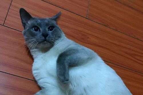 猫咪有哪些证？宠物健康证明是必须的吗？